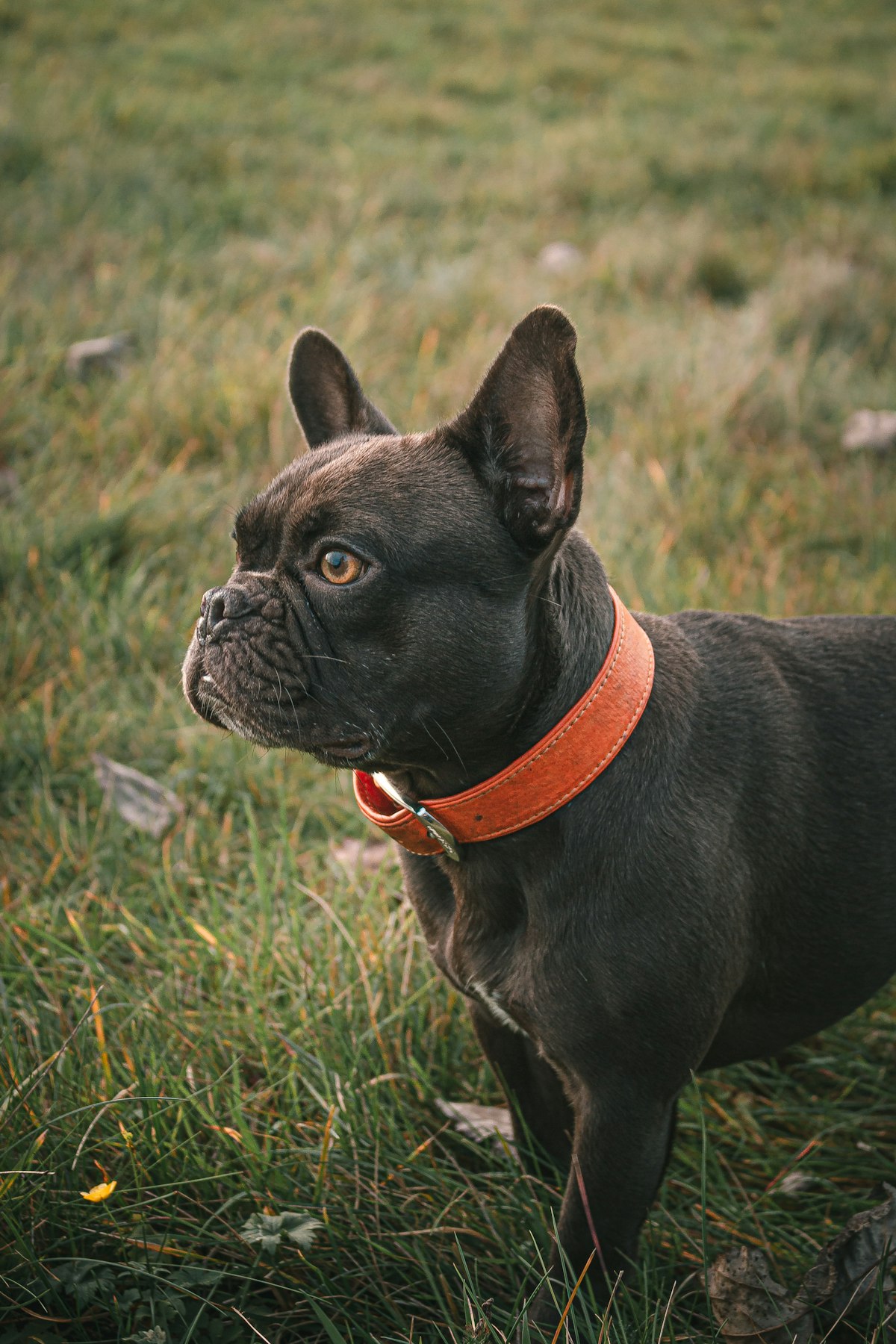 Dog wearing a collar