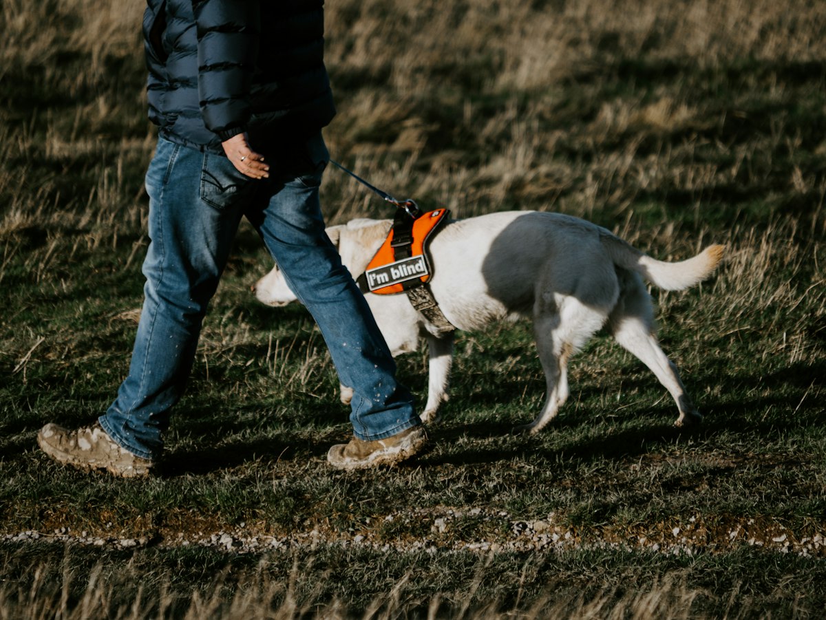 Dog wearing a harness outdoors